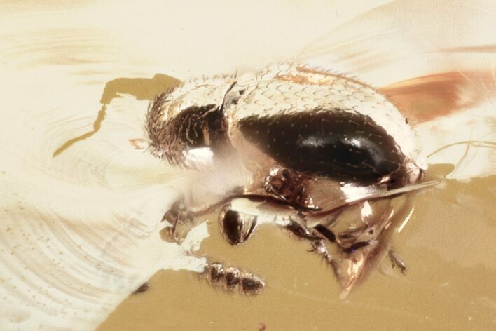 Fossil Ant-Like Stone Beetle (Scydmaeninae) in Baltic Amber #343318